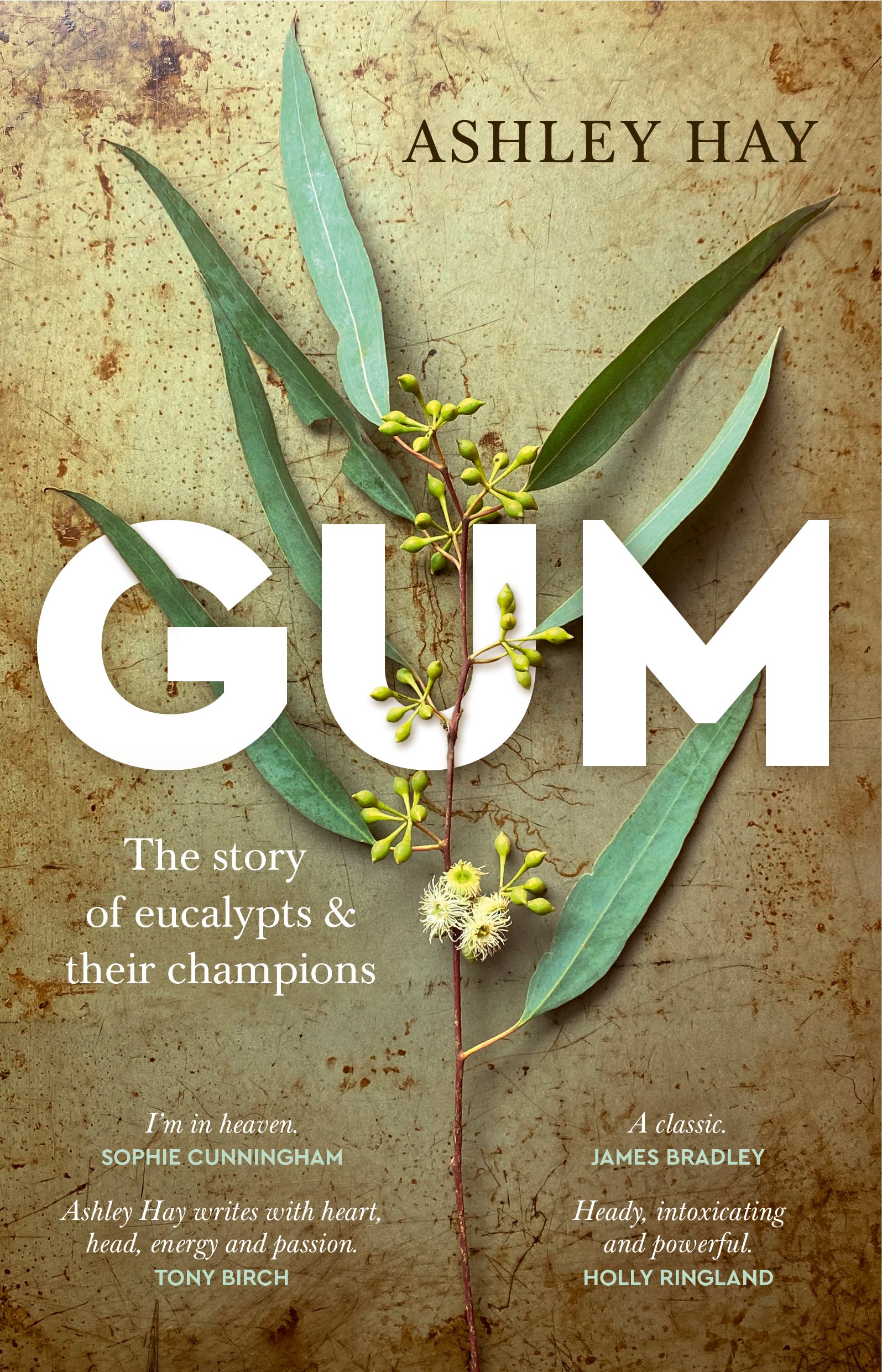 Gum The story of eucalypts & their champions by Ashley Hay